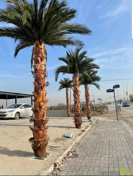 Palmiye Ağacı Şoklanmış 4.80m